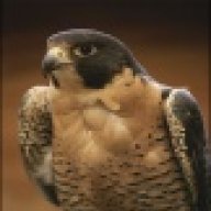 Tiercel-FRF