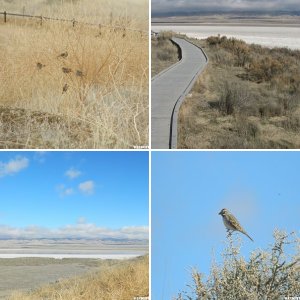 Carrizo Plain