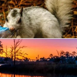 Ochlockonee River State Park, Florida