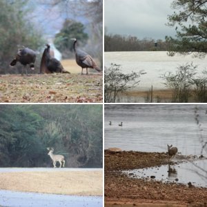 West Point Lake, Alabama