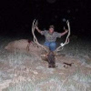 trophy elk