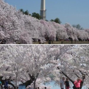 Washington DC, April 2013 - peak of the cherry blossums