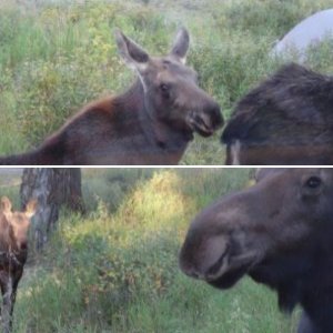 Teton moose