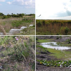 Kissimmee Praire Preserve Okachobee Fl