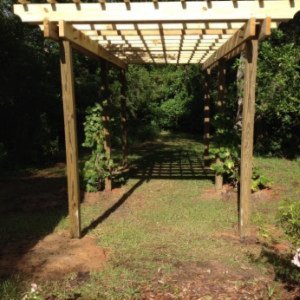 Grape Arbor