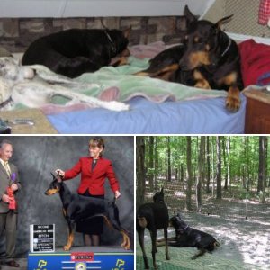 Camping with the Dobermans