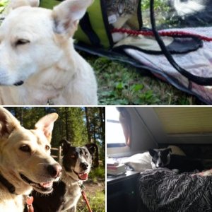 Camping with Pets