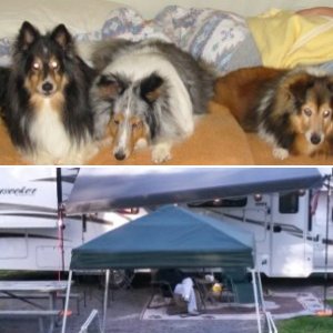 Our Shelties