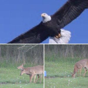 wildlife around our site