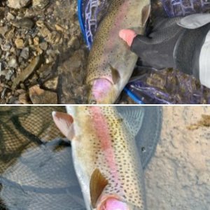 Trout in UT