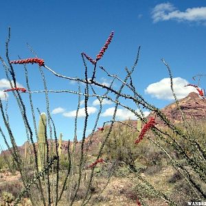 Ajo Mtn Drive AZ 8