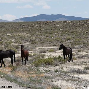 Wild horses