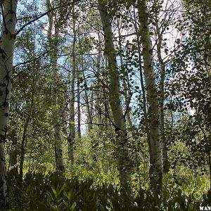 Hike above Blue Lake Campground - Modoc National Forest