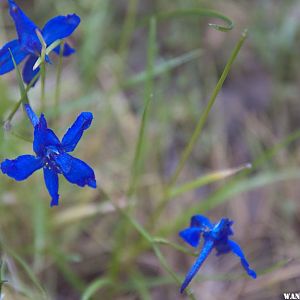 Hike above Blue Lake Campground - Modoc National Forest