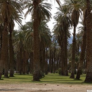 Furnace Creek Date Palms