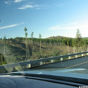 Managed forests in Washington