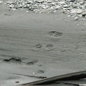 Otter (?) tracks