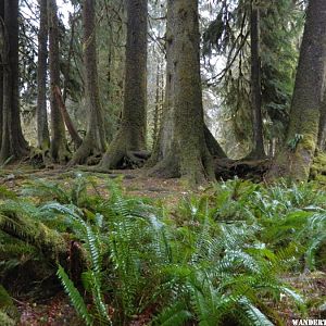 Trees growing in a row on an old log.