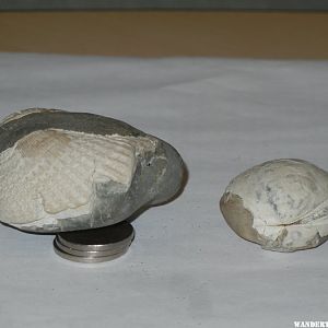 clam fossils