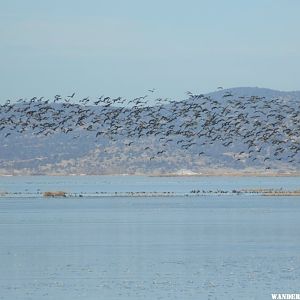 Mass rising of Canadian Geese.