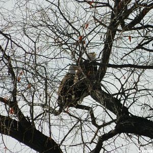 Bald Eagles hiding behind branches.