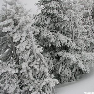 Frosted trees at Crater Lake.