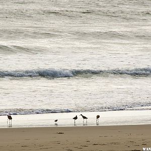 Limantour Beach