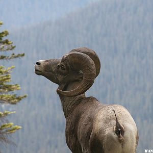 Big Horned Sheep at 10,000' in Montana