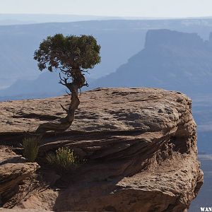 Lone Pine Tree in Canyon Lands Park Ut.