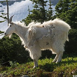 Mountain Goat in Montana