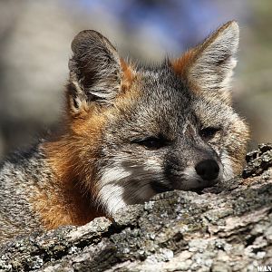 Grey Fox in our Oak Tree