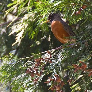 Male Robin