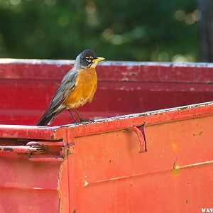 Male Robin 31 May 2012