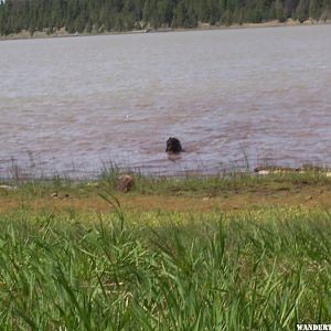 bob taking a swim, Janes Res, Modoc NF