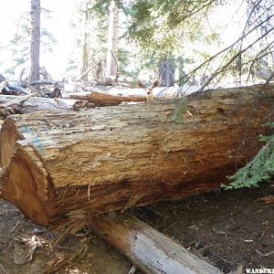 Kings Canyon & Sequoia NP 029.jpg