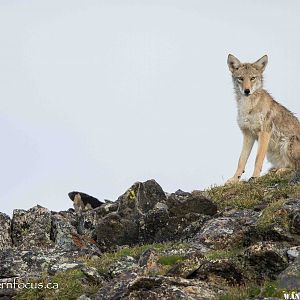 Rocky MNT NP, Coyote