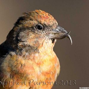 Red Crossbill