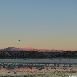 Bosque del Apache Sandhill Morning