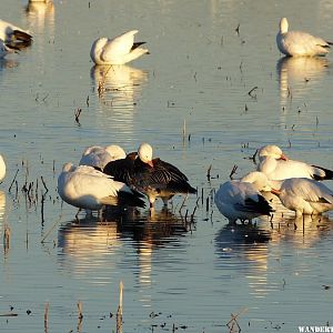 Blue phase snow goose