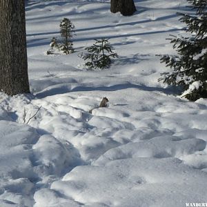 2014 21 FEB HOME SQUIRREL