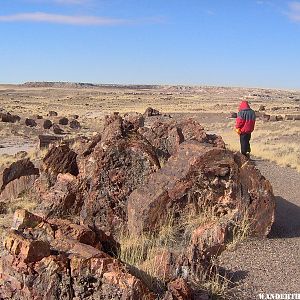 Petrified Forest