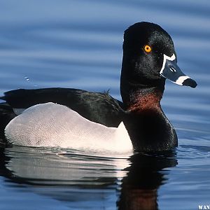 Ring neck duck