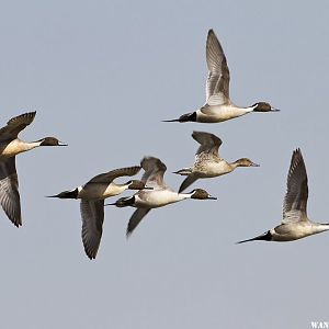 Pintails