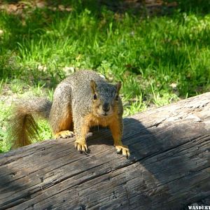 The not rare,  Fat well fed Campground Squirrel