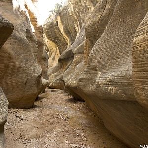 Willis narrows