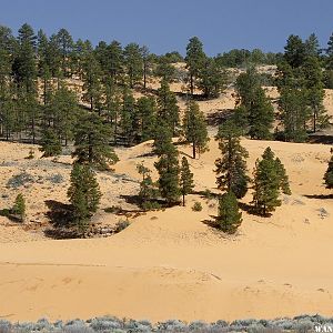 Coral Pink Sand Dunes