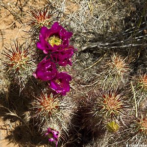 Cactus at Snow Canyon