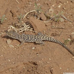 Large Spotted Leopard Lizard