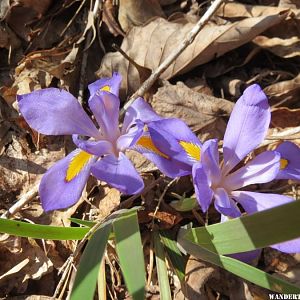 2014 GA MTNS 23 DESOTO SP DWARF IRIS