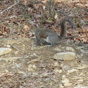 2014 GA MTNS 24 FORT MTN SP SQUIRREL